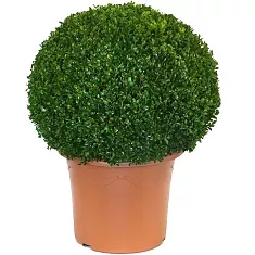 Самшит вечнозеленый (Буксус) - Buxus D40 H85