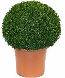Самшит вечнозеленый (Буксус) - Buxus D40 H85