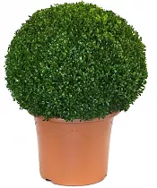 Самшит вечнозеленый (Буксус) - Buxus D40 H85