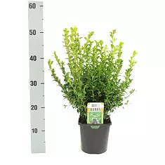 Самшит вечнозеленый (Буксус) D18 H50