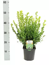 Самшит вечнозеленый (Буксус) D18 H50