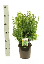 Самшит вечнозеленый (Буксус) D18 H55