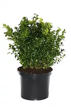 Самшит вечнозеленый (Буксус) D23 H45