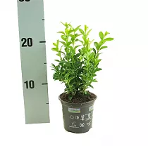 Самшит вечнозеленый (Буксус) D12 H35