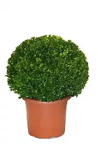 Самшит вечнозеленый (Буксус)  D22 H65