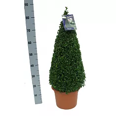 Самшит вечнозеленый (Буксус) - Buxus  D22 H80