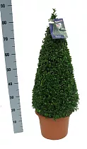Самшит вечнозеленый (Буксус) - Buxus  D22 H80