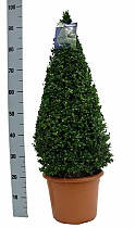 Самшит вечнозеленый (Буксус) D25 H95