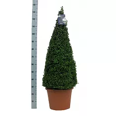 Самшит вечнозеленый (Буксус) - Buxus D35 H140