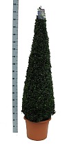 Самшит вечнозеленый (Буксус) D40 H180