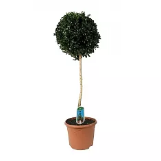 Самшит вечнозеленый (Буксус) - Buxus D25 H100