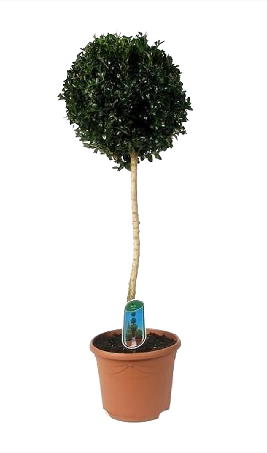Самшит вечнозеленый (Буксус) - Buxus D25 H100