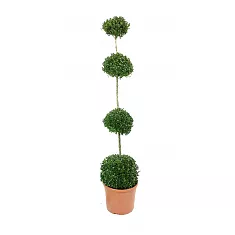 Самшит вечнозеленый (Буксус) - Buxus D30 H140