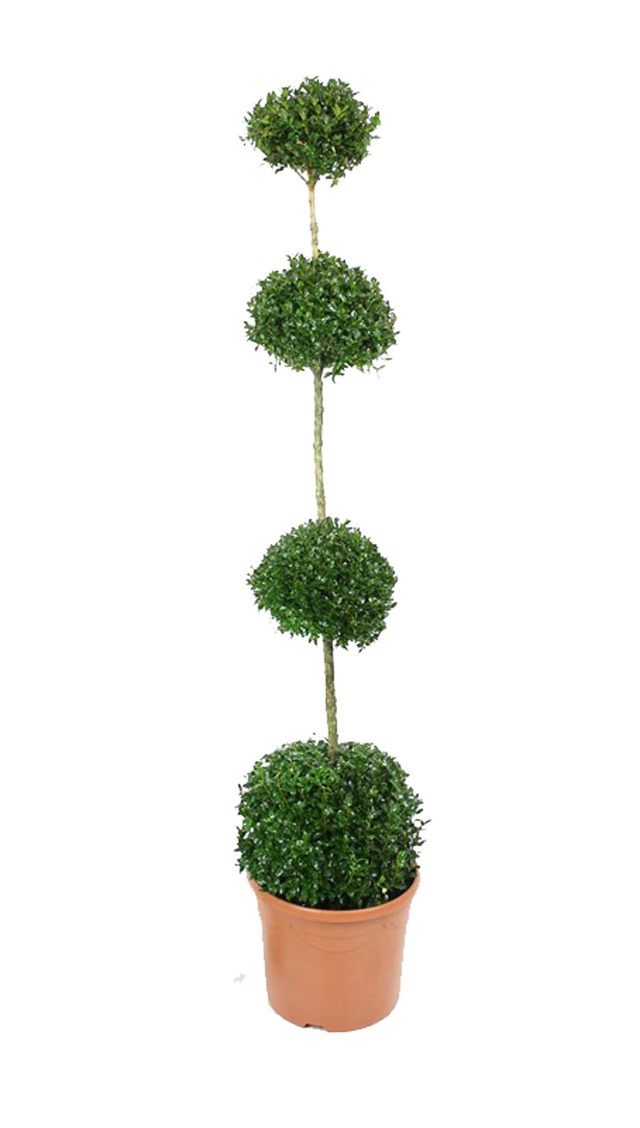 Самшит вечнозеленый (Буксус) - Buxus D30 H140