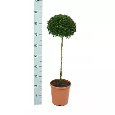 Самшит вечнозеленый (Буксус) - Buxus D25 H90