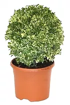 Самшит вечнозеленый (Буксус) D45 H95