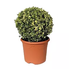 Самшит вечнозеленый (Буксус) - Buxus D35 H75