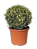 Самшит вечнозеленый (Буксус) - Buxus D35 H75