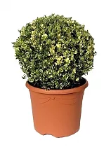 Самшит вечнозеленый (Буксус) - Buxus D35 H75
