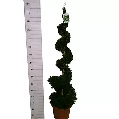 Самшит вечнозеленый (Буксус) - Buxus D35 H160