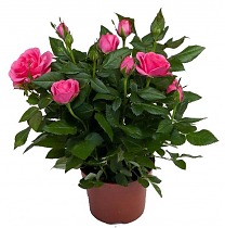 Роза красная - Rosa Isabel Hit D18 H45
