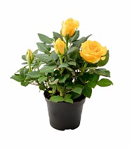 Роза желтая - Rosa Goldy Kordana D10 H30