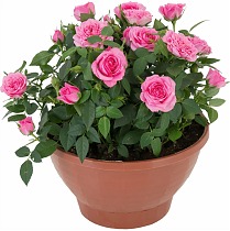 Роза розовая - Rosa Goldy Kordana D27 H55