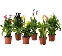 Калла (Zantedeschia) микс - Calla mixD10 H30
