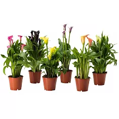 Калла (Zantedeschia) микс - Calla mixD10 H30