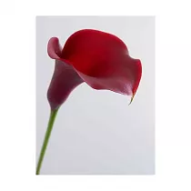 Калла (Zantedeschia) вишневая - Calla D12 H40