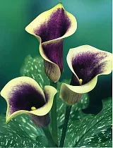 Калла (Zantedeschia) бело-фиолетовая - Calla D12 H40