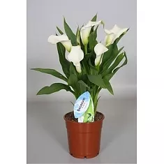 Калла (Zantedeschia) белая - Calla D12 H40