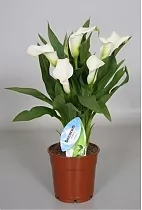 Калла в горшке - Zantedeschia Crystal Blush белая D12 H40