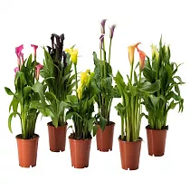 Калла (Zantedeschia) микс - Calla mix D14 H60
