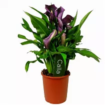 Калла (Zantedeschia)  фиолетовая - Calla D12 H40