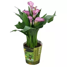 Калла (Zantedeschia) пурпурная - Calla D12 H40