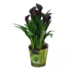 Калла (Zantedeschia) черная - Calla D12 H40