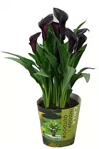 Калла (Zantedeschia) черная - Calla D12 H40