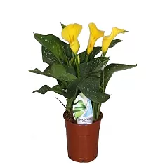 Калла (Zantedeschia) желтая - Calla D12 H40