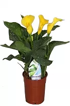 Калла (Zantedeschia) желтая - Calla D12 H40