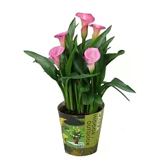 Калла (Zantedeschia) розовая - Calla D12 H40