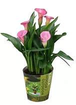 Калла (Zantedeschia) розовая - Calla D12 H40