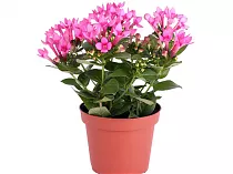 Бувардия - Bouvardia D12 H20