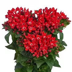 Бувардия - Bouvardia D12 H20