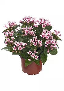 Бувардия - Bouvardia D12 H20