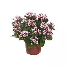 Бувардия - Bouvardia D12 H20