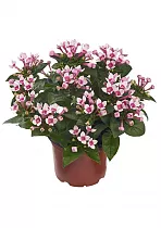 Бувардия - Bouvardia D12 H20