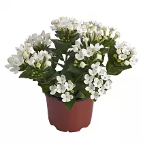 Бувардия - Bouvardia D12 H20