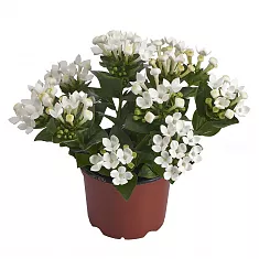 Бувардия - Bouvardia D12 H20