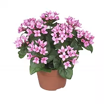 Бувардия - Bouvardia D12 H20